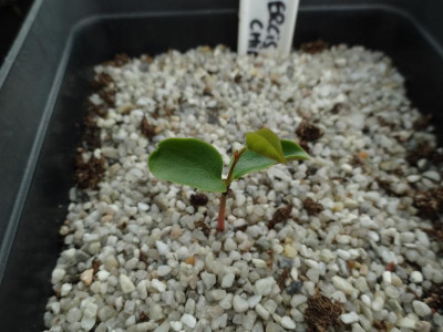 Cercis chinensis Germination May 2016.JPG