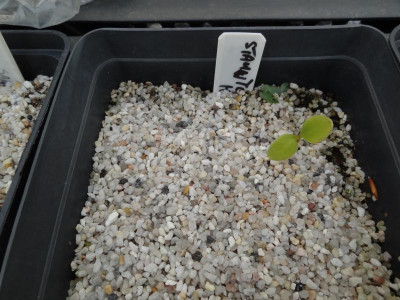 Stauntonia hexaphylla Germination May 2016.JPG