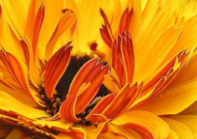 Calendula-Feuer-4a.jpg