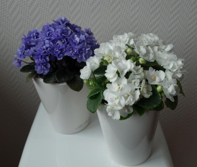Mini-Usambaraveilchen - 22.5.2016.jpg