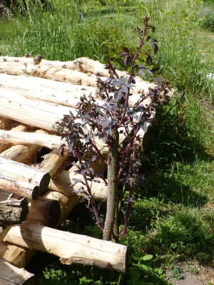 2016-05-22 Rosa glauca 1.jpg