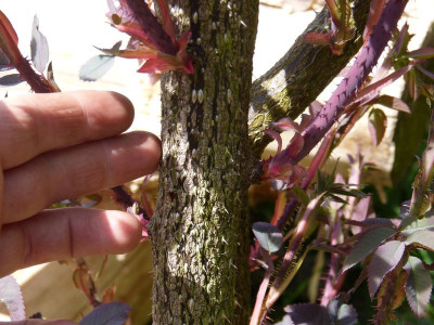 2016-05-22 Rosa glauca 2.jpg