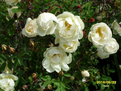 wuchernde alte Rose.jpg