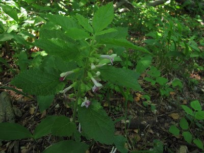 melittiswwald.img.JPG
