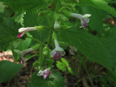 melittiswwald1.img.JPG