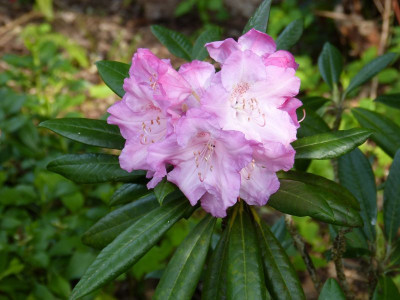 2016-05-21 Rhododendron.jpg