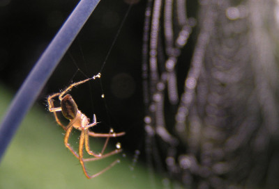 a_spinne_schafweide_1.jpg