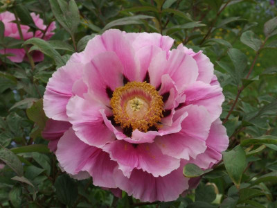 DSCF2960.JPG