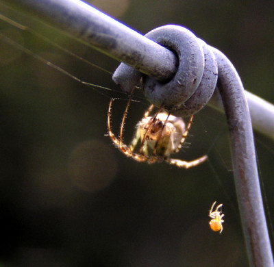 a_spinne_schafweide_2.jpg