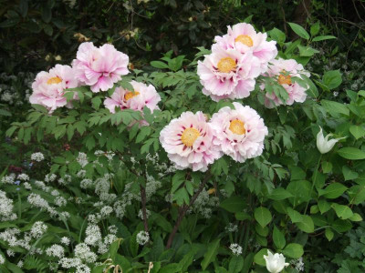 DSCF2952.JPG