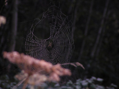 kreuzspinne_schafweide_3.jpg