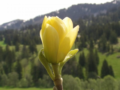 Magnolia_Lois_6.JPG