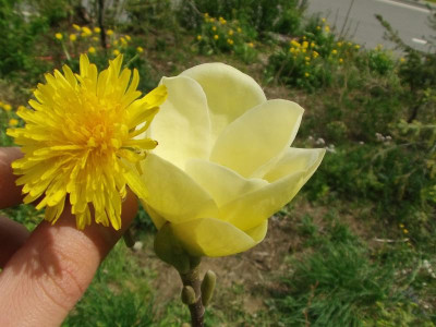 Magnolia_Lois_2.JPG