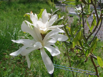 Magnolia_stellata.JPG