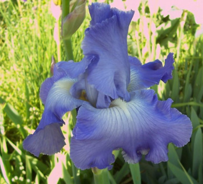 blauer Riese.jpg