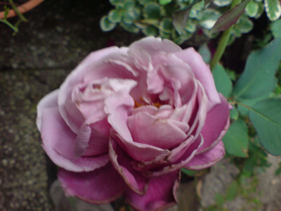 lilac_wunder_3.JPG
