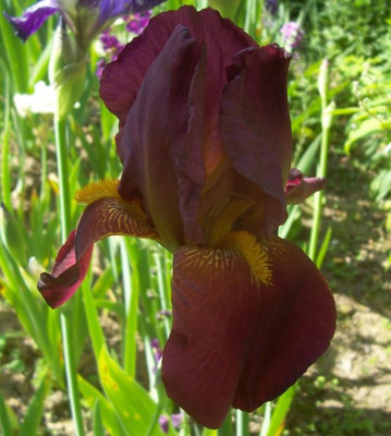 100_6381 Fuchsjagd.jpg