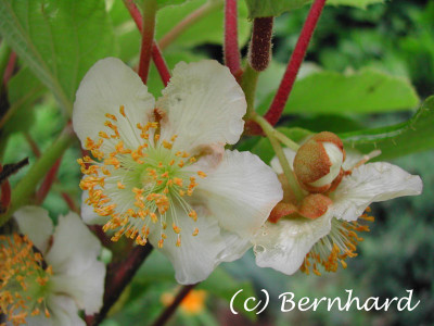 actinidia_chinensis_m_2.jpg