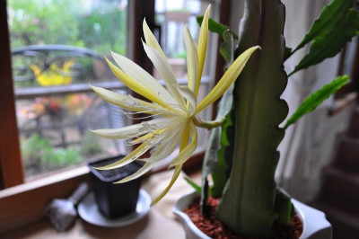 Sylter Frühling 1a.jpg