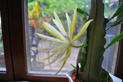 Sylter Frühling 1b.jpg