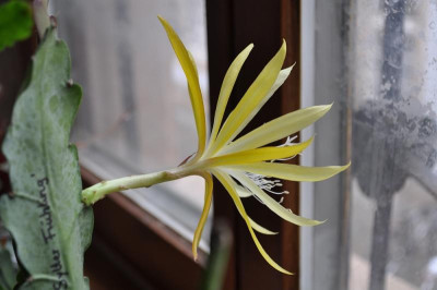 Sylter Frühling 1c.jpg