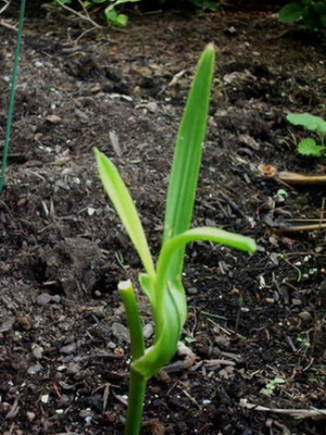 Experiment_Stufe_1.jpg