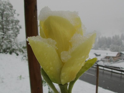 Magnolia_Lois_Schnee.JPG