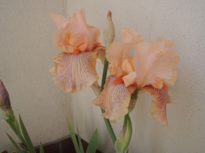 DSCN0421_1487.JPG