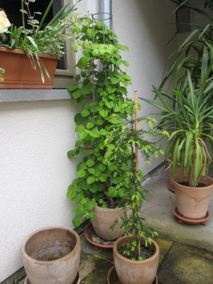 Kletterhortensie.jpg