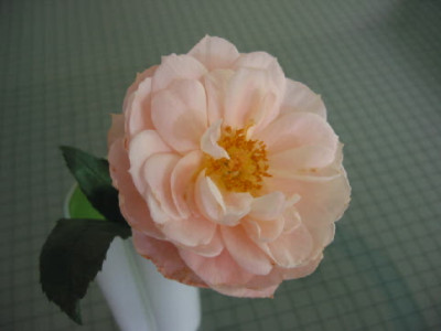 Lions_Rose_Sept.jpg