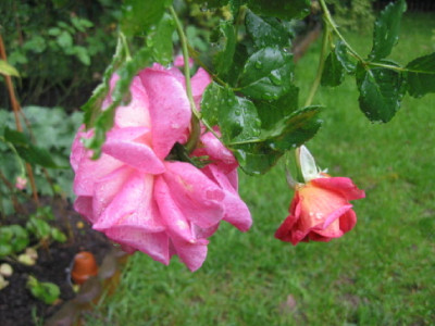 Ch_Marlowe_Oktober_06.jpg
