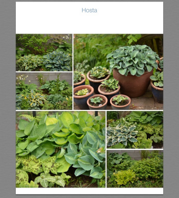 Hosta.jpg