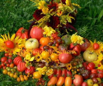 Tomaten0607a.JPG