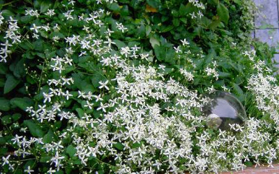 25.9.06._Clematis_maximowiciana__002.JPG