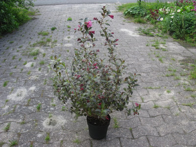 Weigelia ganz (Kopie).jpg