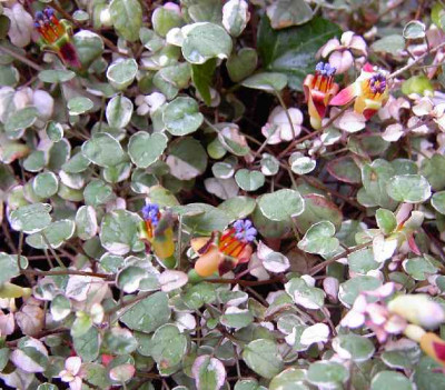 25.9.06.__Fuchsia_procumbens_var._argenta_013.JPG