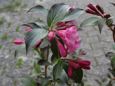 Weigelia nah (Kopie).jpg