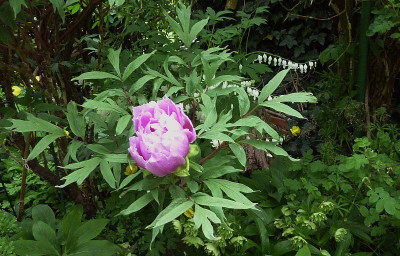 22.5.peony b.jpg