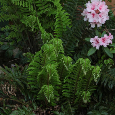 GidW - Polystichum aculeatum.jpg