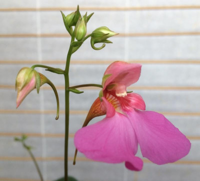 Impatiens flanaganae 05-2016.jpg