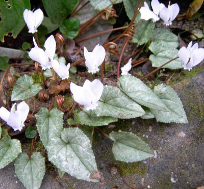 25.9.06.__Cyclamen_hederifolium_mit_Silberblatt_025.JPG
