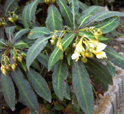 25.9.06._Impatiens_omeiana__006.JPG