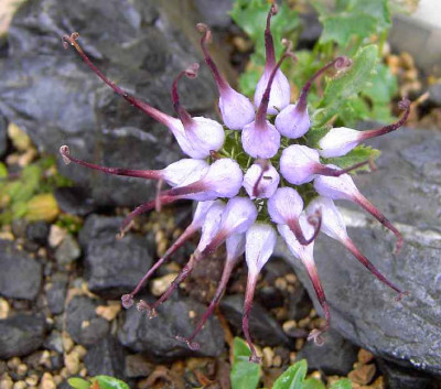 25.9.06.__Physoplexis_comosa_007.JPG