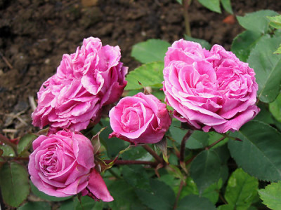 Herzblattchen_Geschwind_2004-06-13.jpg