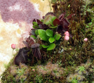 Rosen Cephaloten.jpg