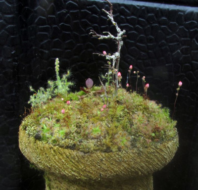 Tepui-Cephalotus.jpg