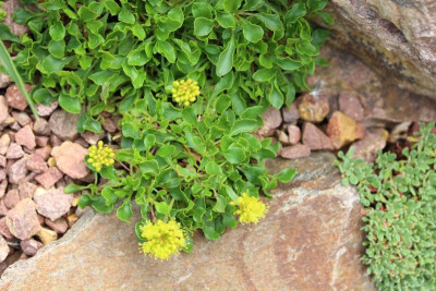 Eriogonum umbellatum 23.05.16.JPG