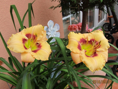 Star des Tages small IMG_0708.jpg