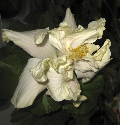 IMG_8727 White Kalakaua 0516.jpg