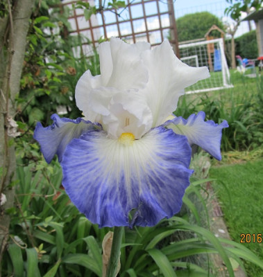Fabuleux small IMG_0700.jpg